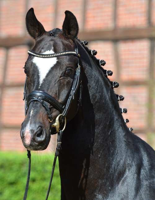 Sir Donnerhall Stallion