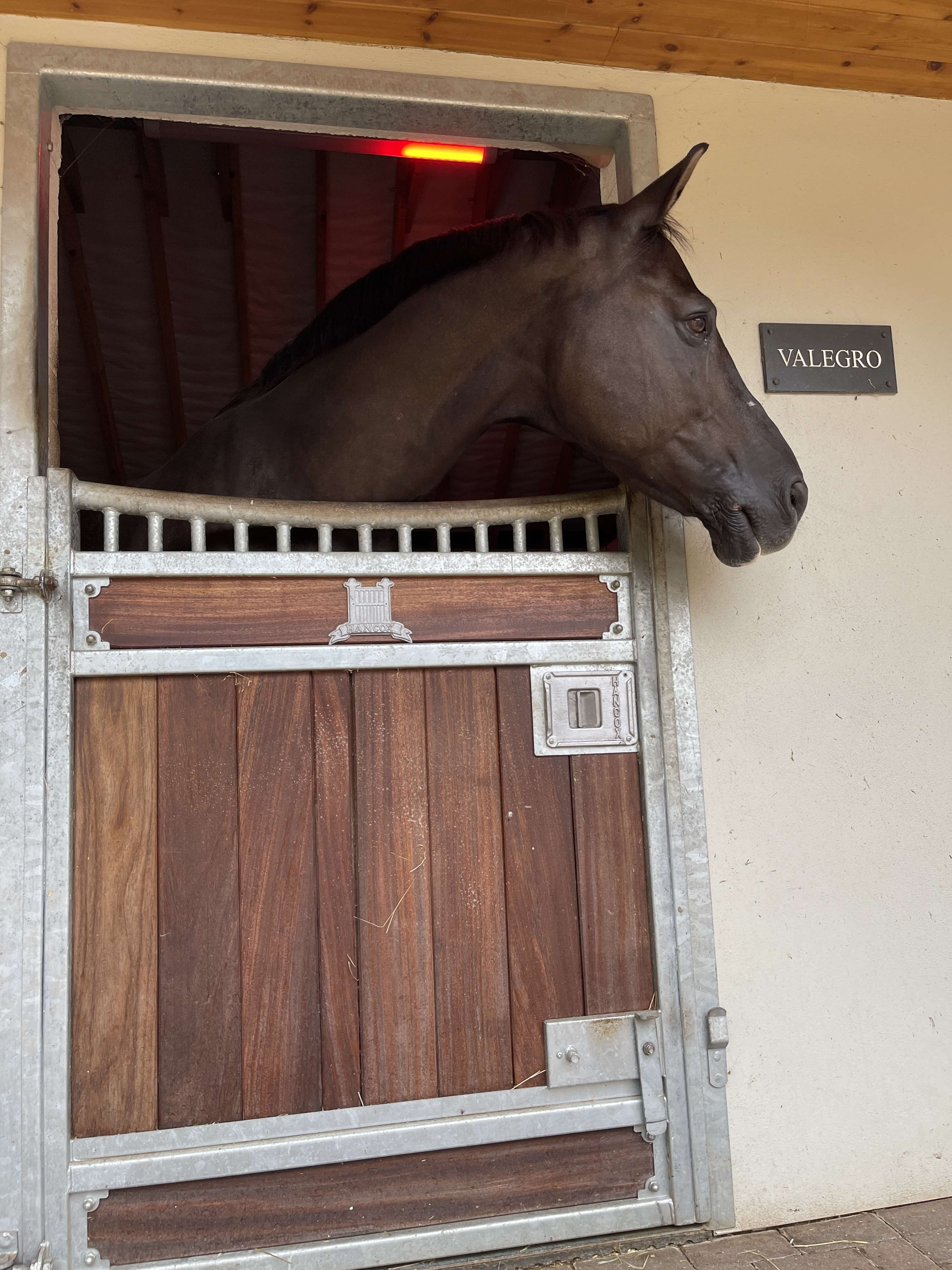 HorseLight Advanced