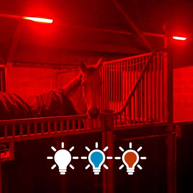 HorseLight Advanced