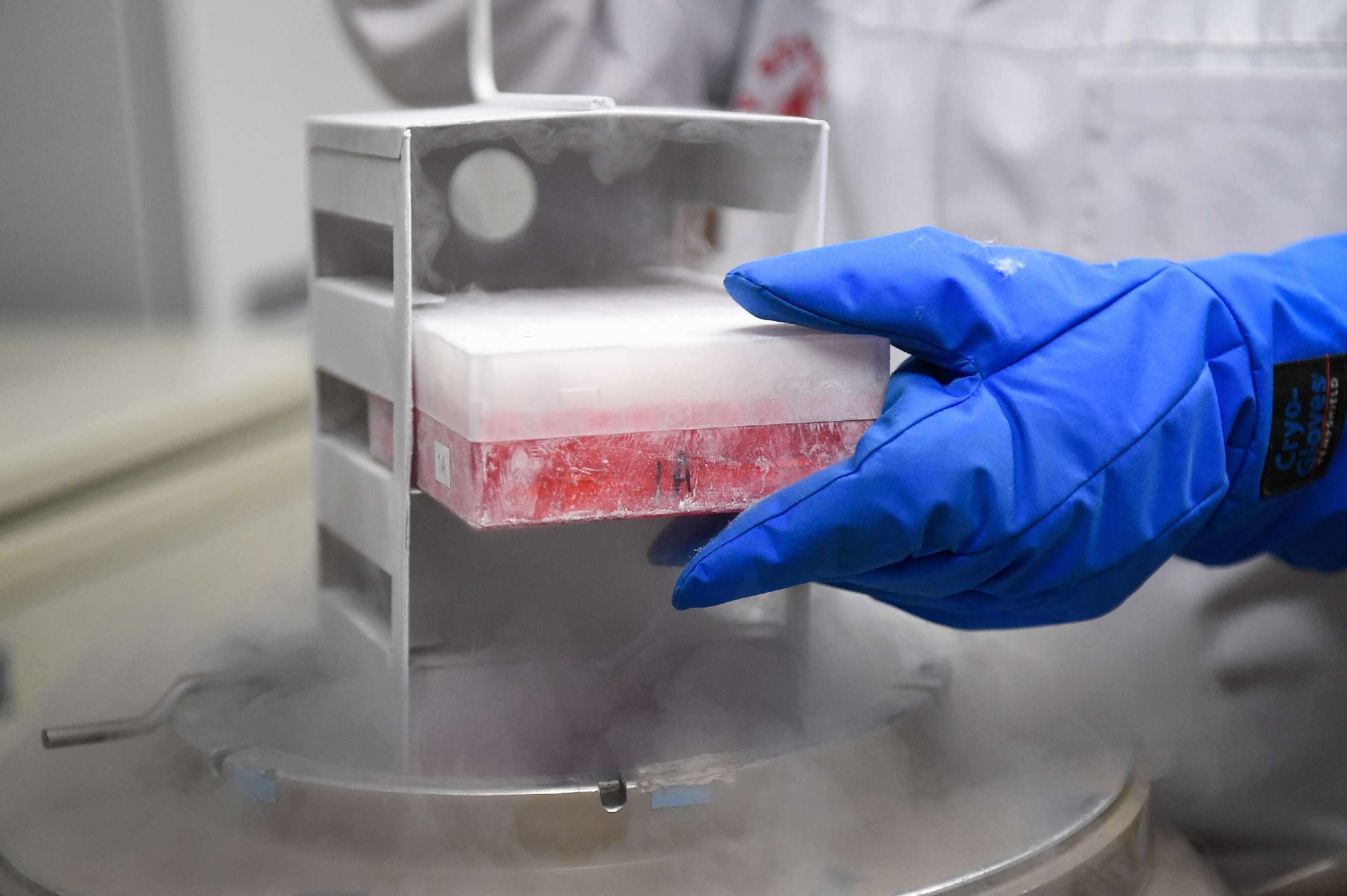 Vials in liquid nitrogen