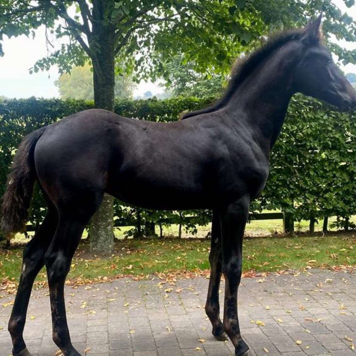 Copain Du Perchet CH Stallion