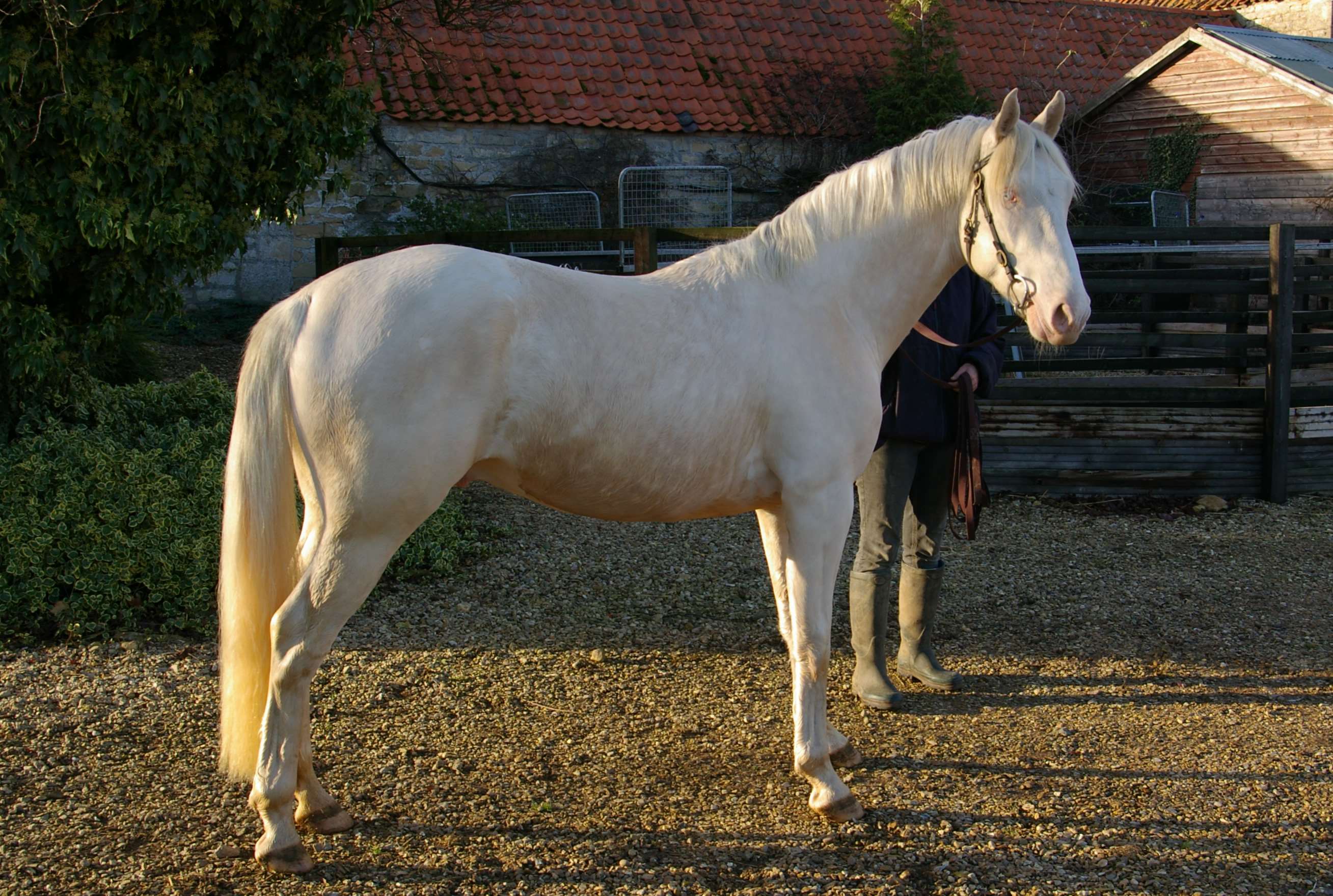 Crown's Wonder Pearl Stallion Crown's Wonder Pearl Stallion