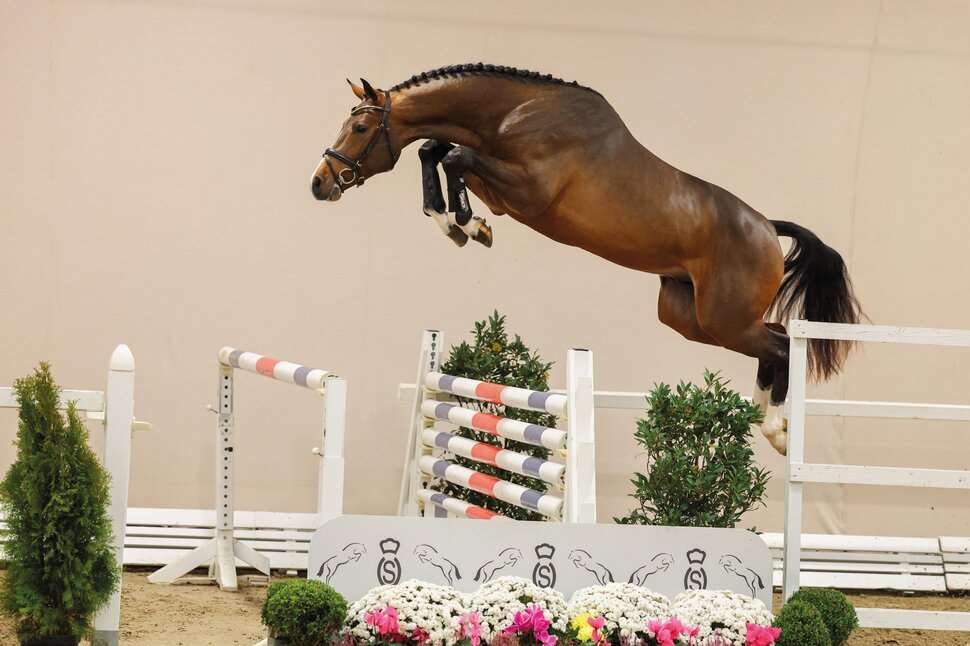 Casino Toulon Stallion