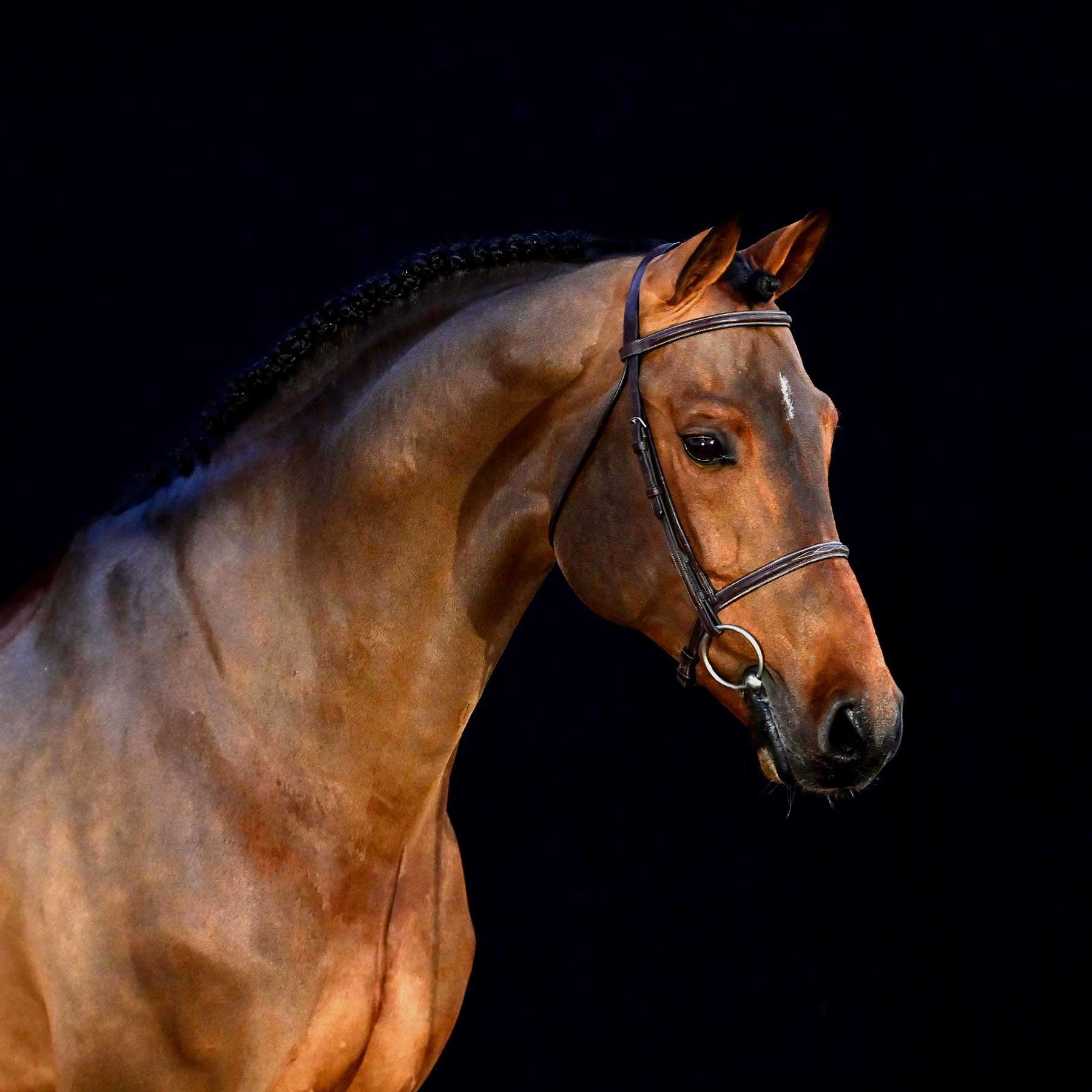 Dia Corrado  Stallion