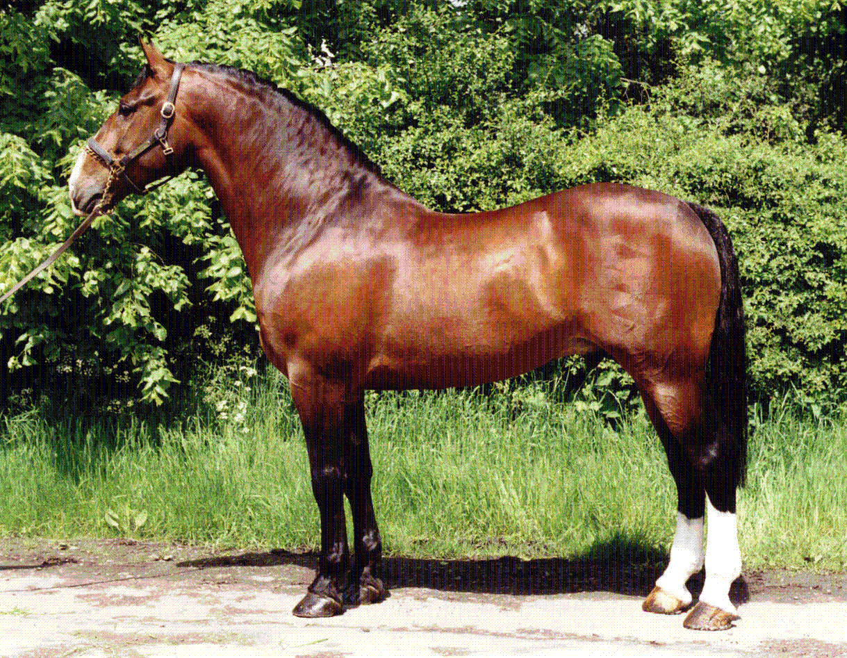 Banks Fee Daniel Stallion Banks Fee Daniel Stallion