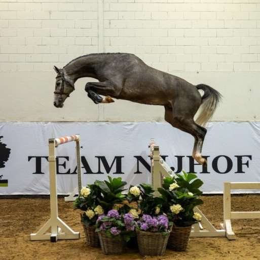 Coldplay PS TN Stallion