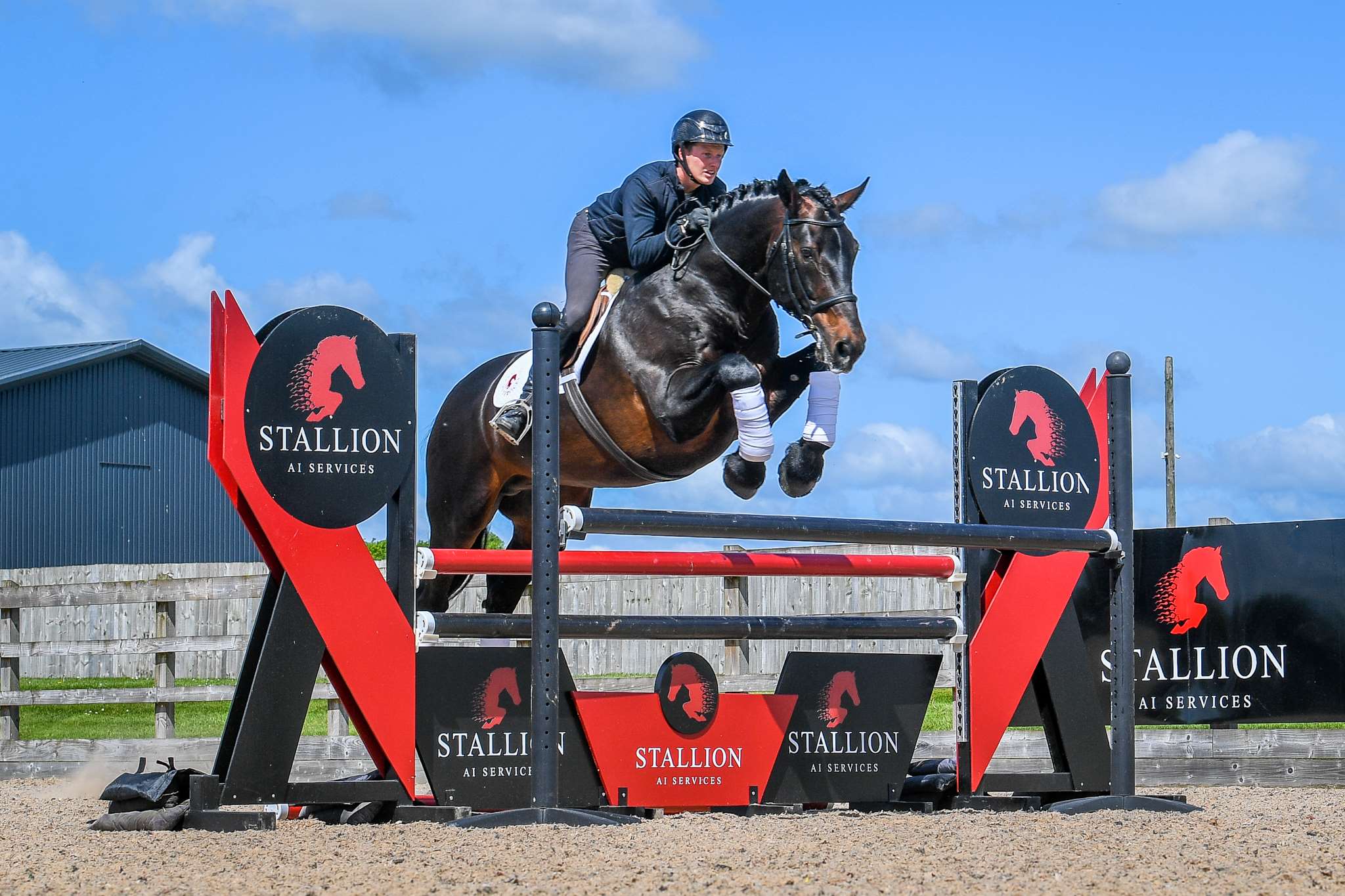 Steeped in Luck Stallion Steeped in Luck Stallion