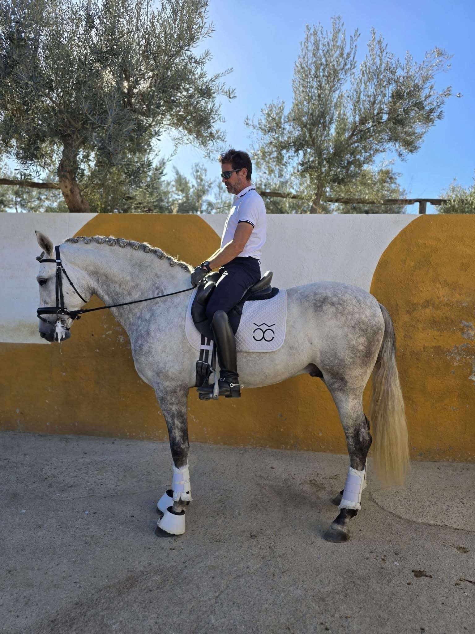 Vino Dimoba Stallion