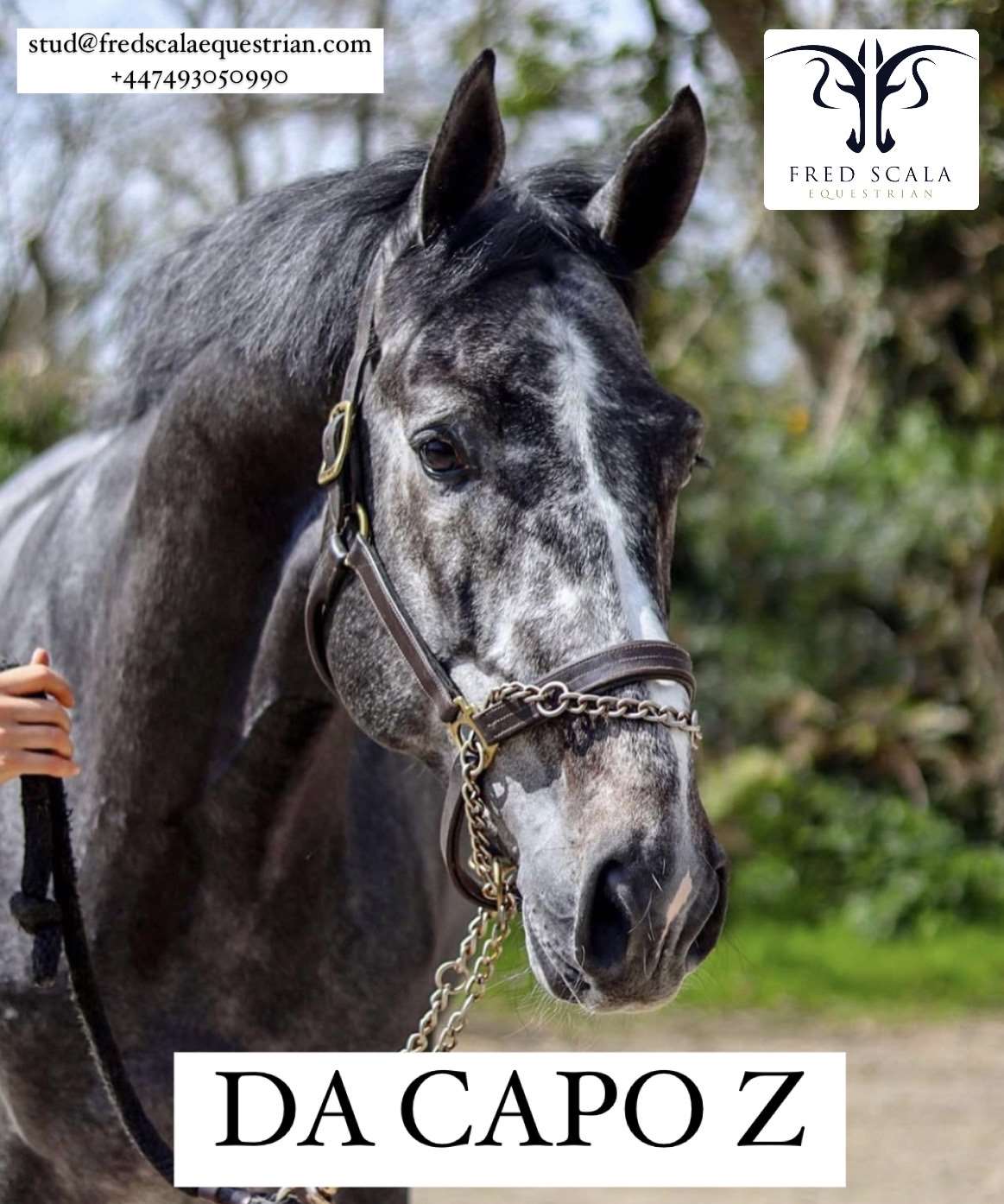 Da Capo Z Stallion