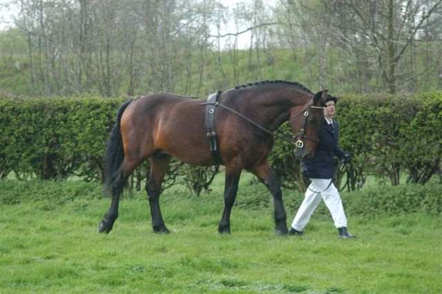 Cholderton Yobi Stallion Cholderton Yobi Stallion