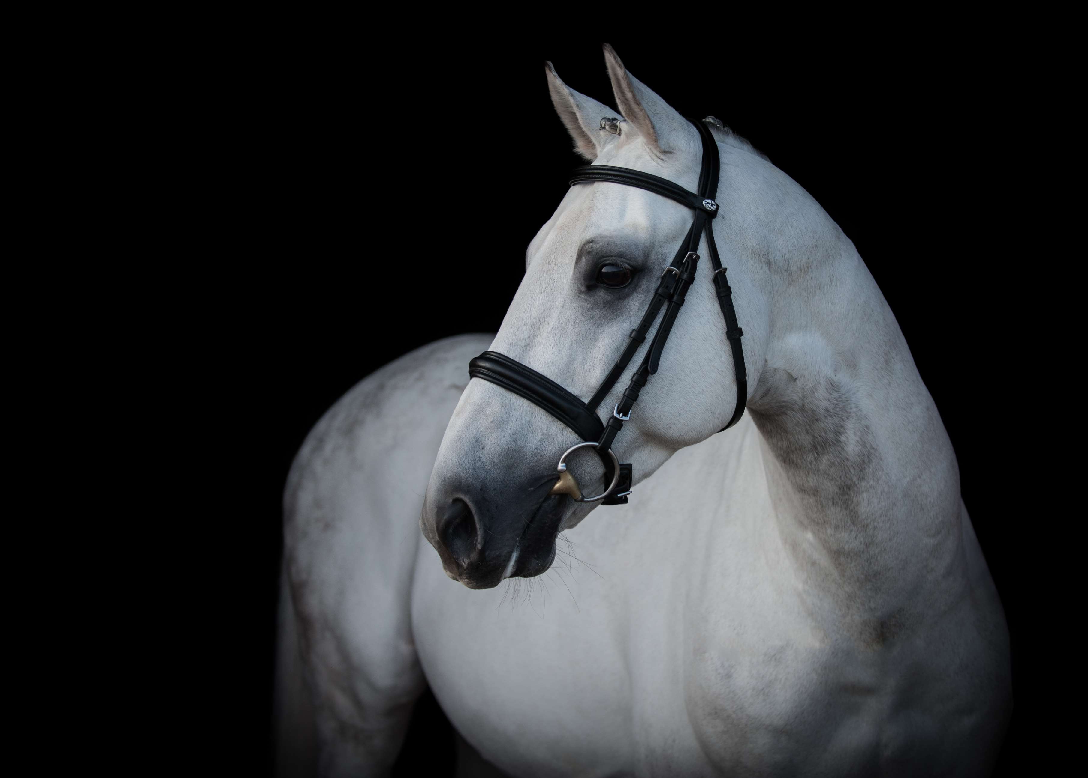 4yo mare Murka's Gem ( Gem Twist ) x Cordalme Z 2016 16.h mare