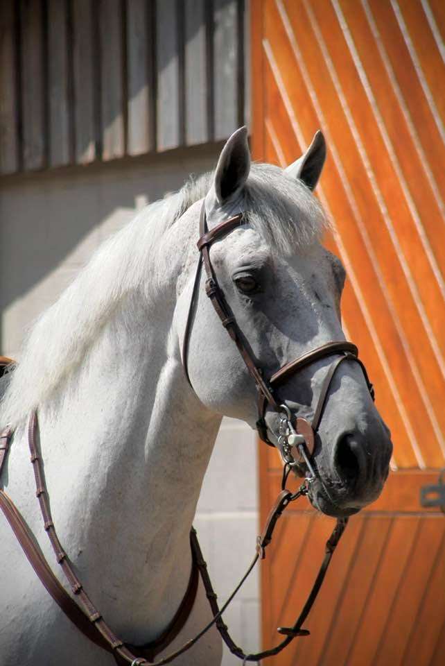 Daniel Stallion