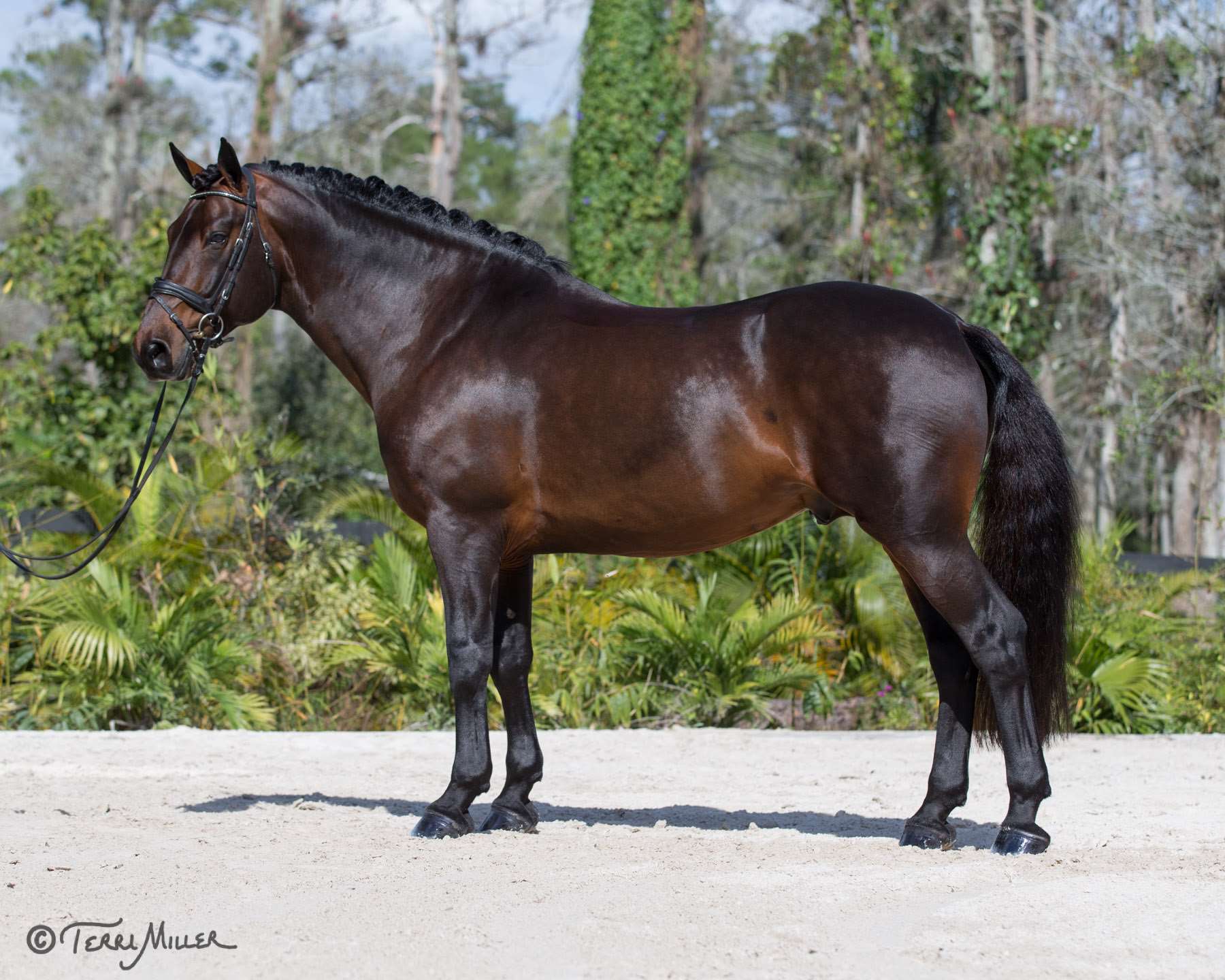 Steeped in Luck - Stallion AI Services - Elizabeth Bellavance & Keith Douglas Steeped in Luck - Stallion AI Services - Elizabeth Bellavance & Keith Douglas