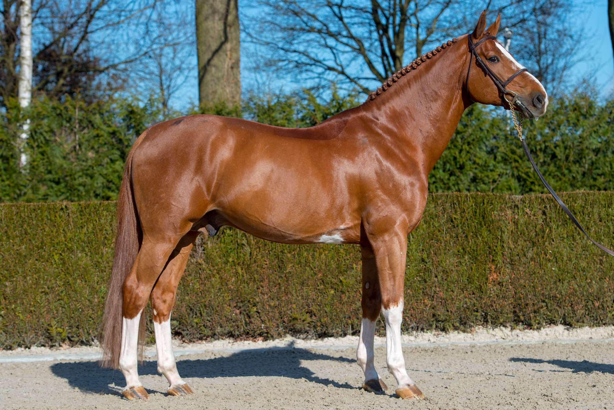 Emerald Stallion Emerald Stallion