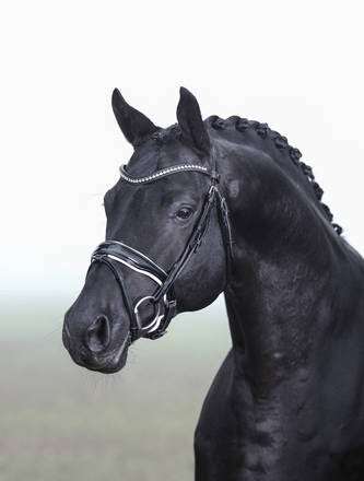 E. H. Millennium Stallion
