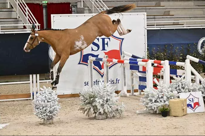 Kilimanjaro Semilly Stallion