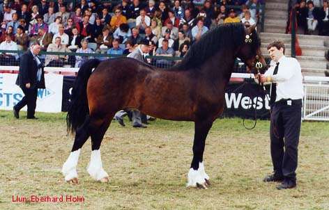 Gwynfaes Culhwch Stallion