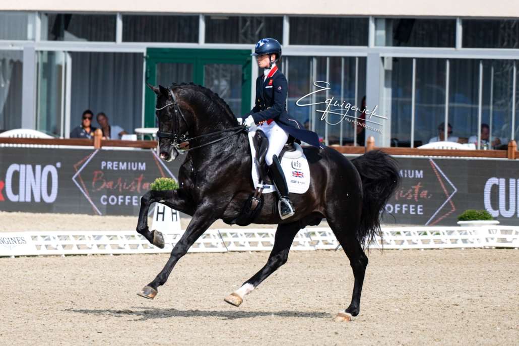 Everdale Stallion Everdale Stallion