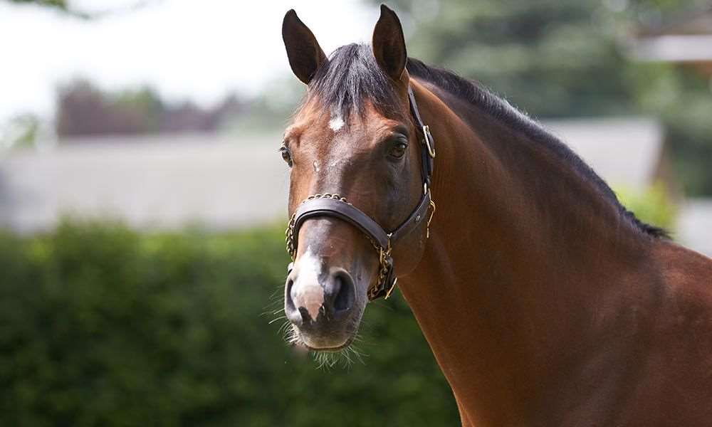 Tsunami De Hus Stallion