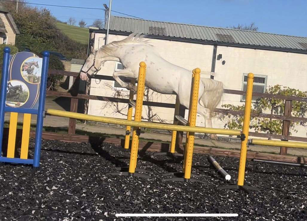 Silverlinings St Stallion