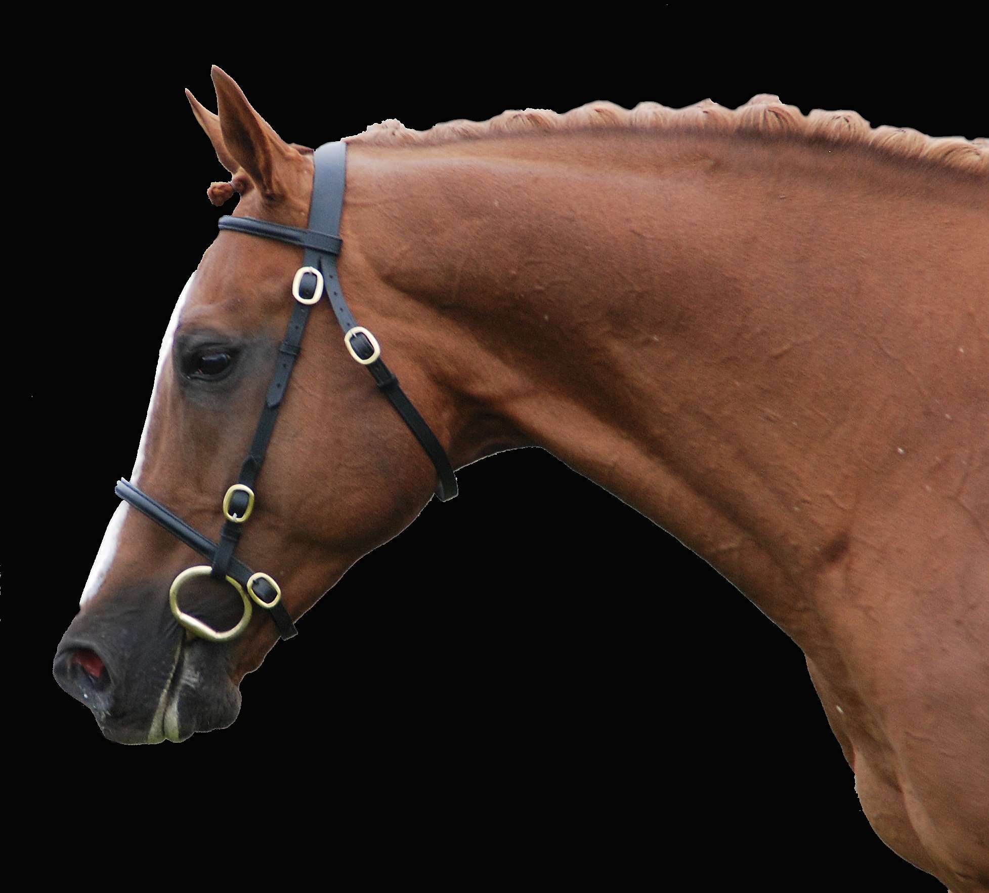 Lefonic - Stallion AI Services - Lynn Daykin Lefonic - Stallion AI Services - Lynn Daykin