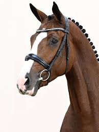 Candy Cumano Stallion