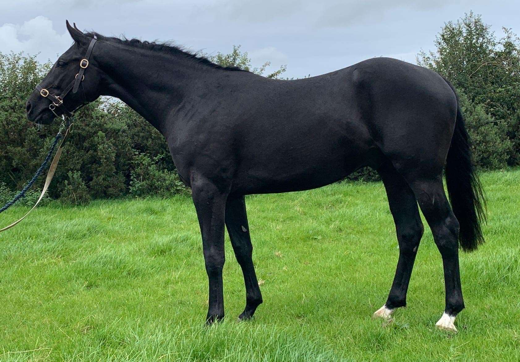Carrick Diamonds Diamond Stallion Carrick Diamonds Diamond Stallion