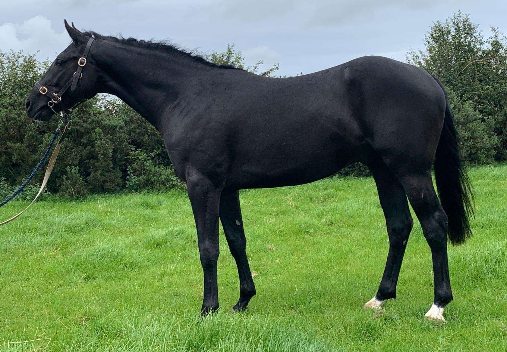 Carrick Diamonds Diamond Stallion