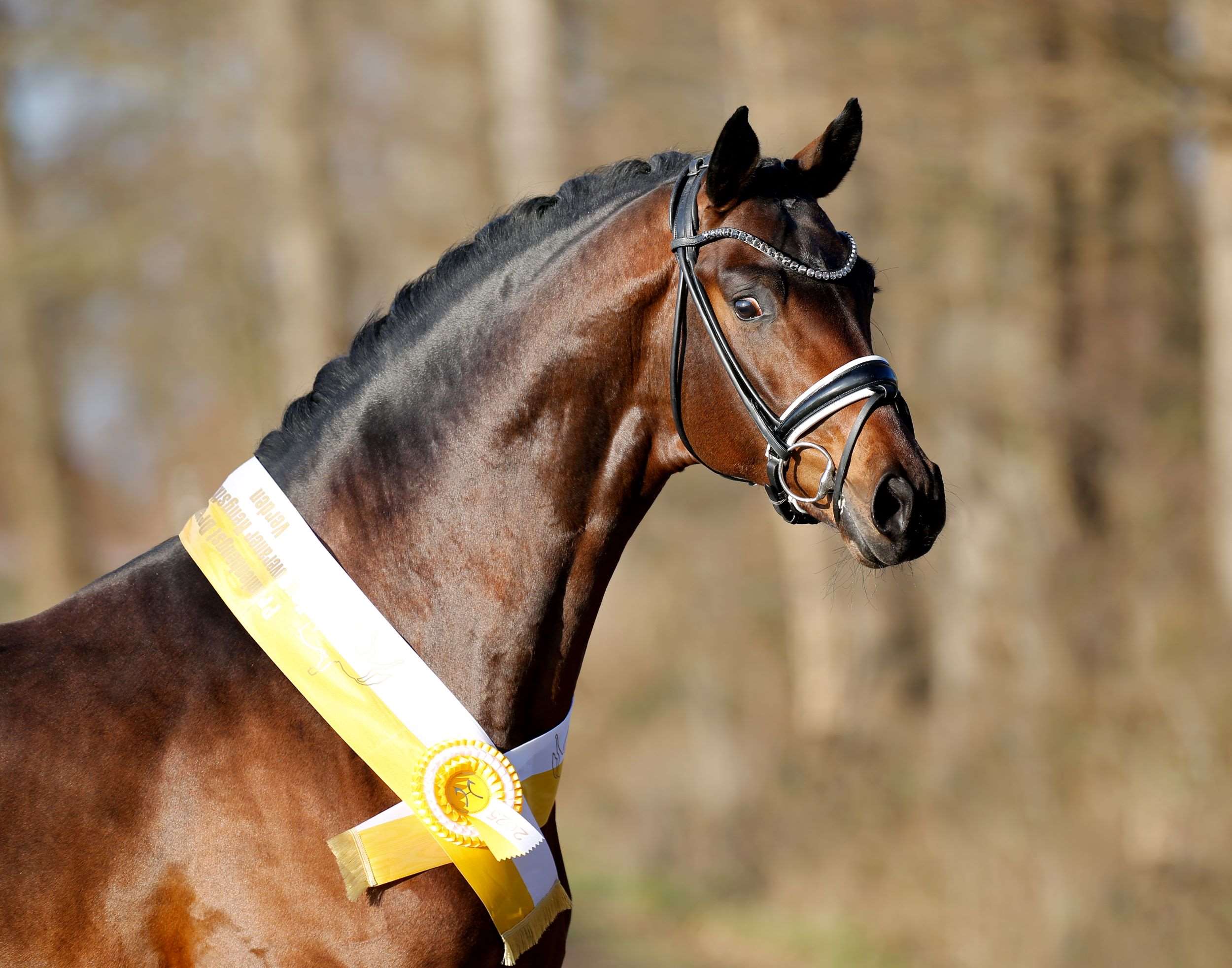 Fenomenal Stallion