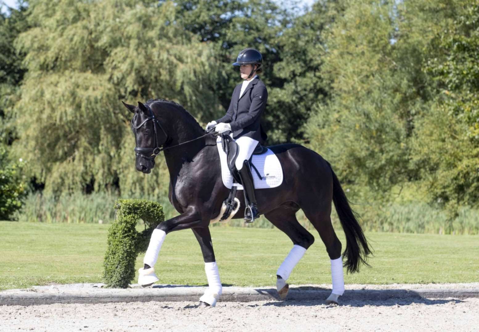 Total McLaren Stallion Total McLaren Stallion