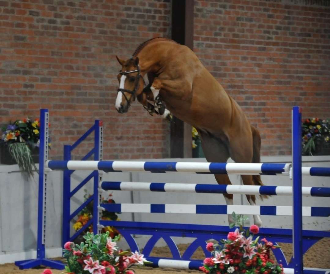 Neverland Lost Boy Stallion Neverland Lost Boy Stallion