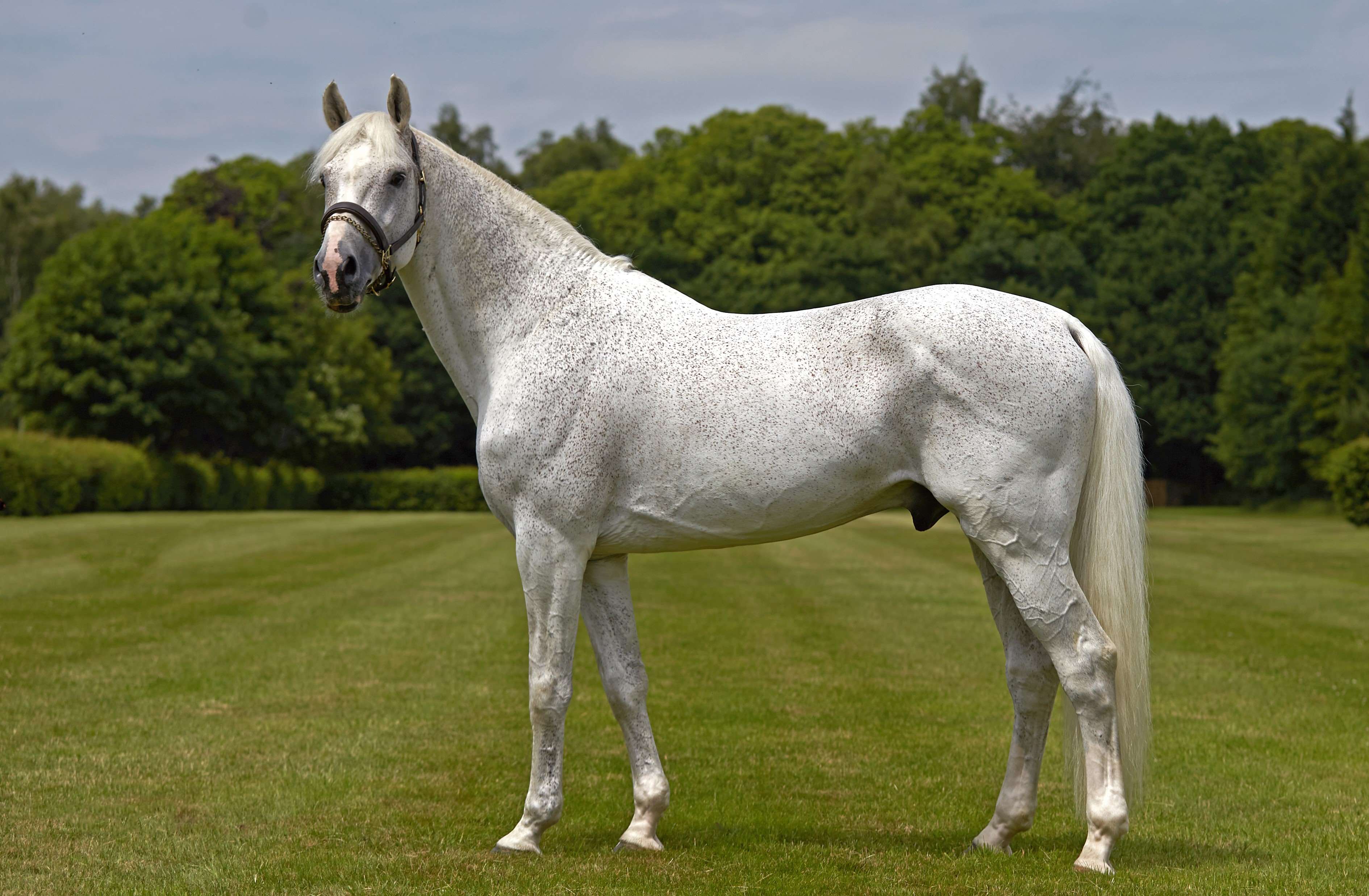 Ajado Stallion