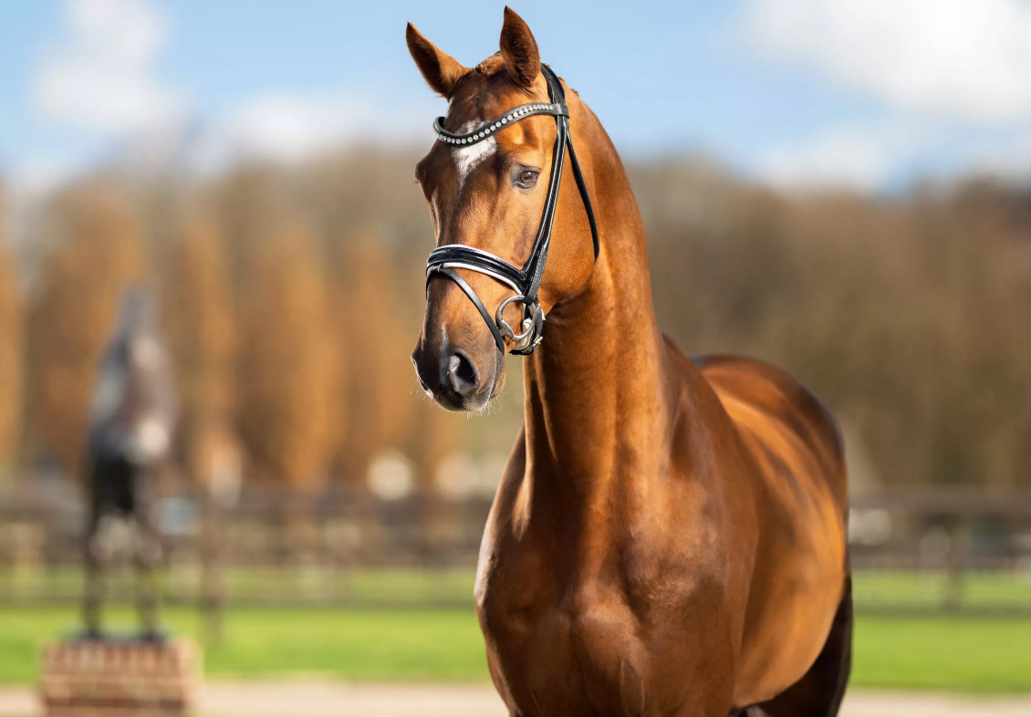Untouched Son JPS Stallion