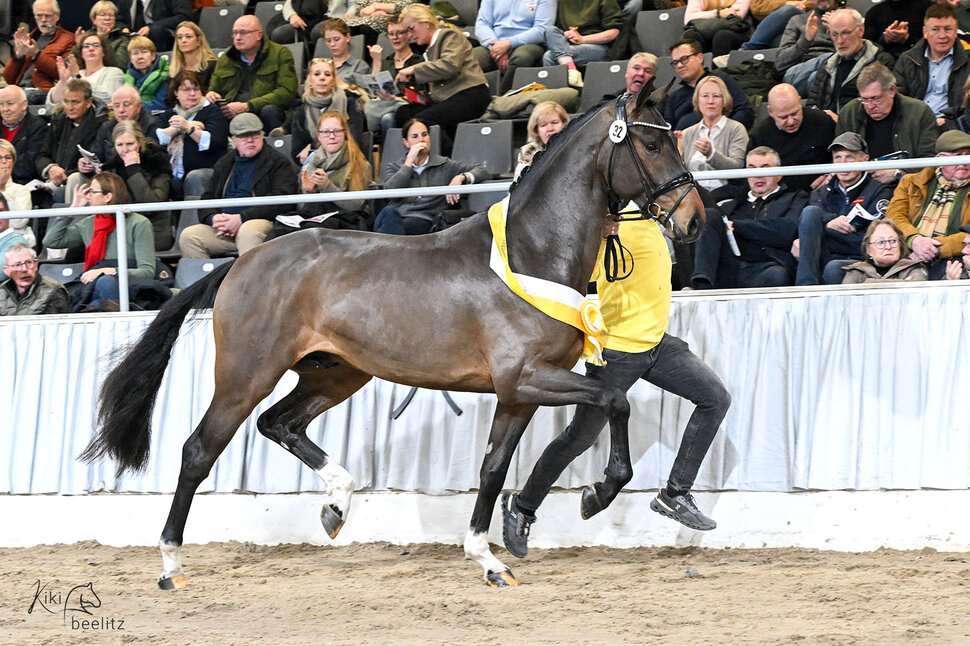 Venedig Stallion