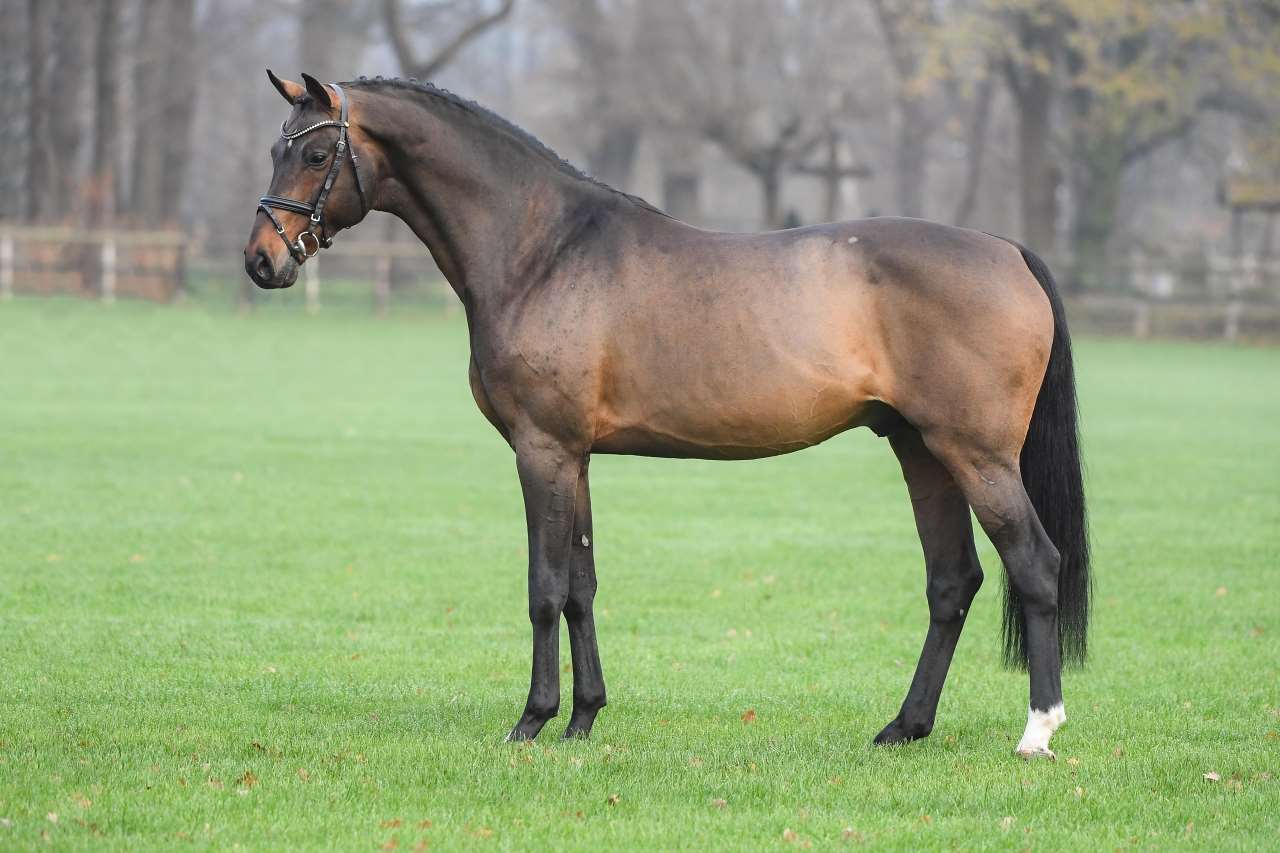 Conthargos Stallion