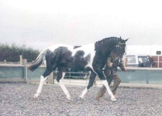 Puzzles Pick & Mix Stallion Puzzles Pick & Mix Stallion