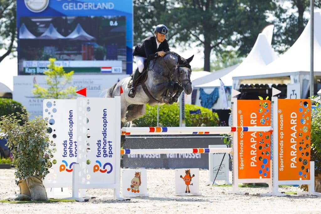 Dorian Grey Stallion