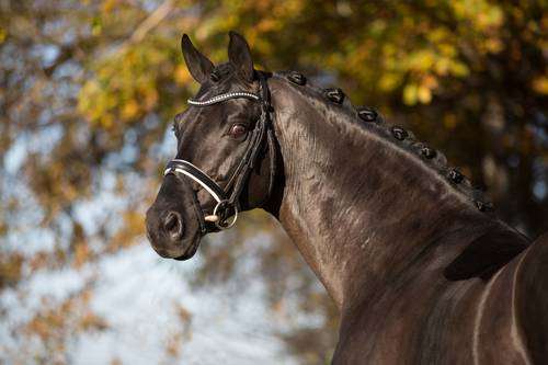 Fürst Wilhelm Stallion