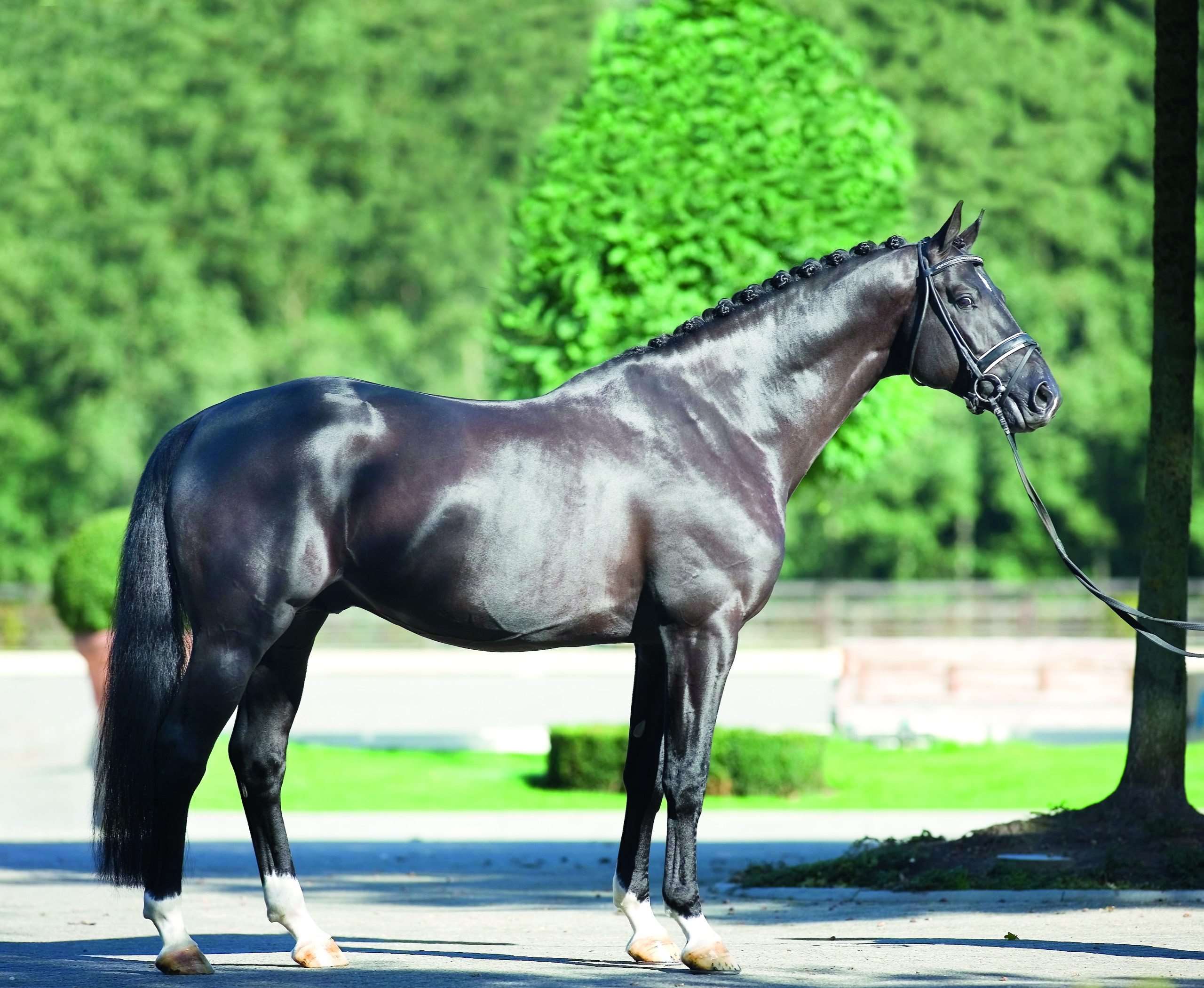 Totilas Stallion