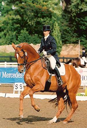 Longdean Westminster Stallion
