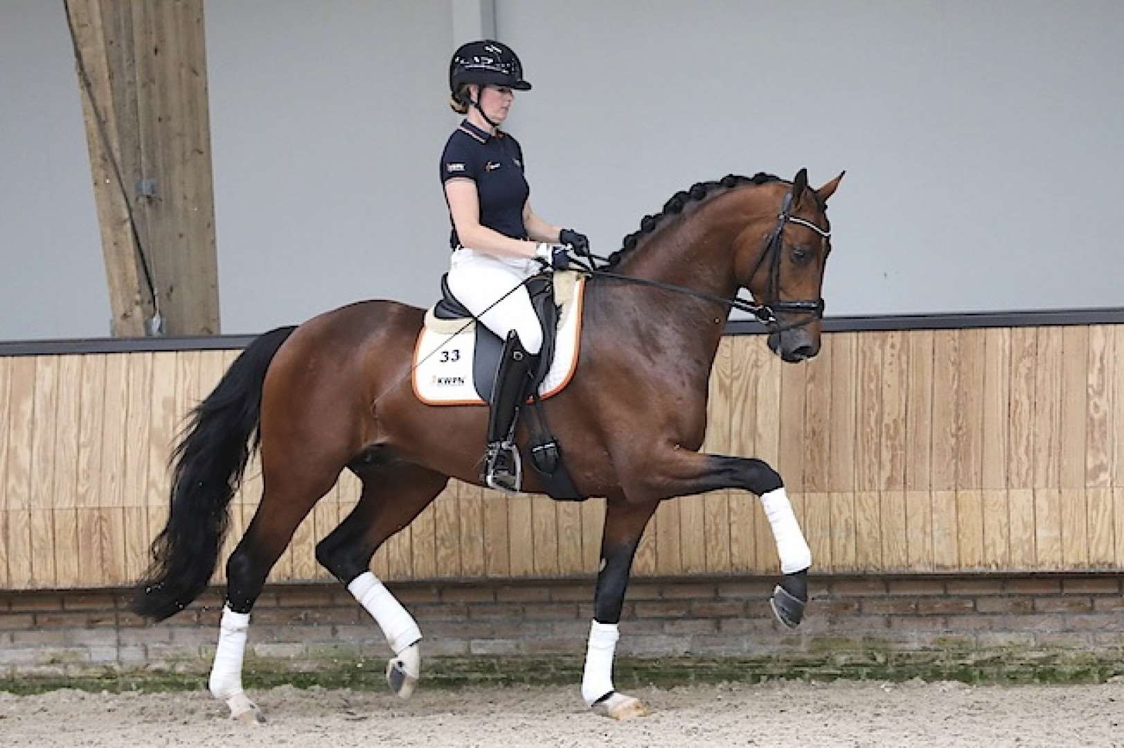 O'Toto Van De Wimphof Stallion O'Toto Van De Wimphof Stallion