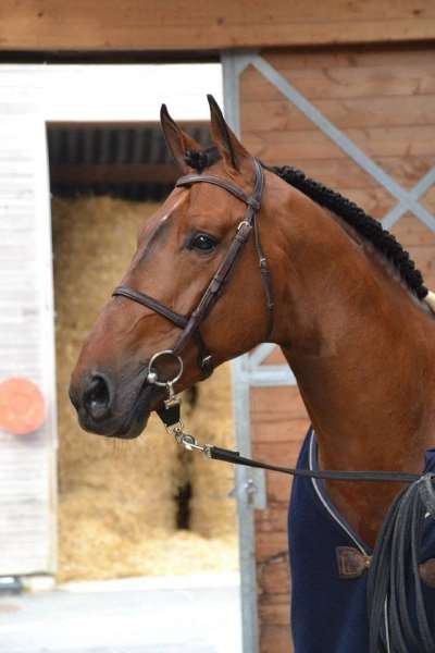 Vagabond De La Pomme Stallion