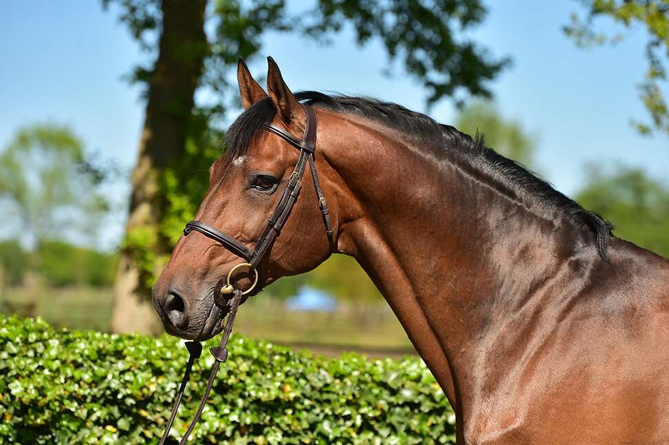 Finishing Touch Wareslage Stallion