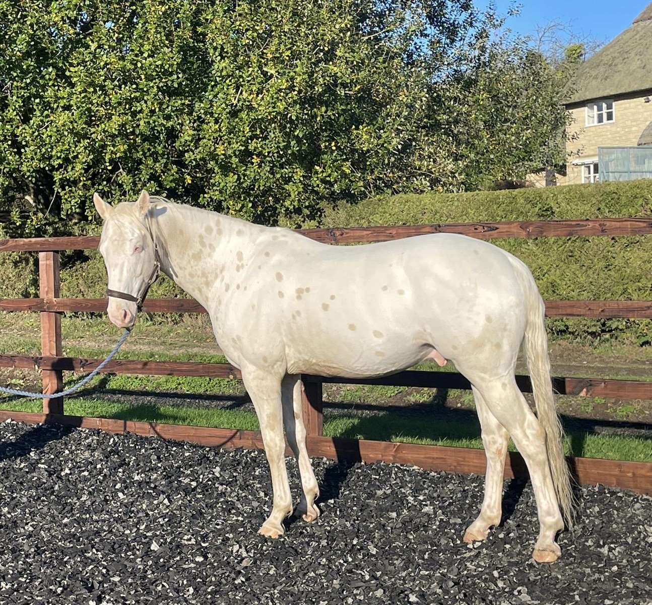 Silverlinings St Stallion