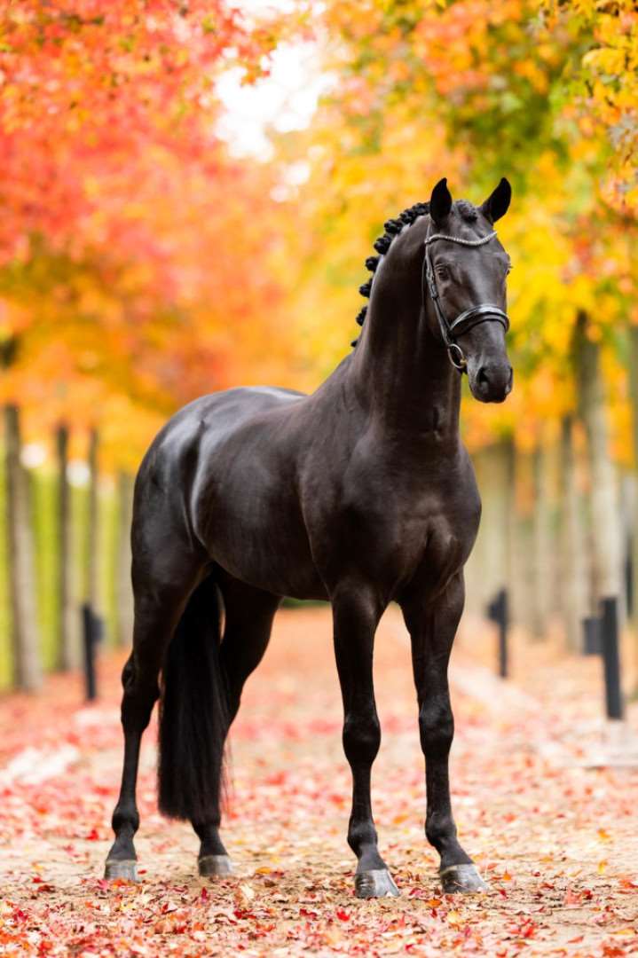 Scaramouche Stallion