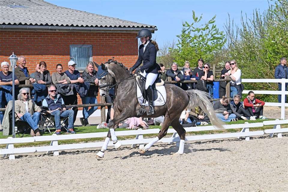 Søgårds Golden Moon Stallion