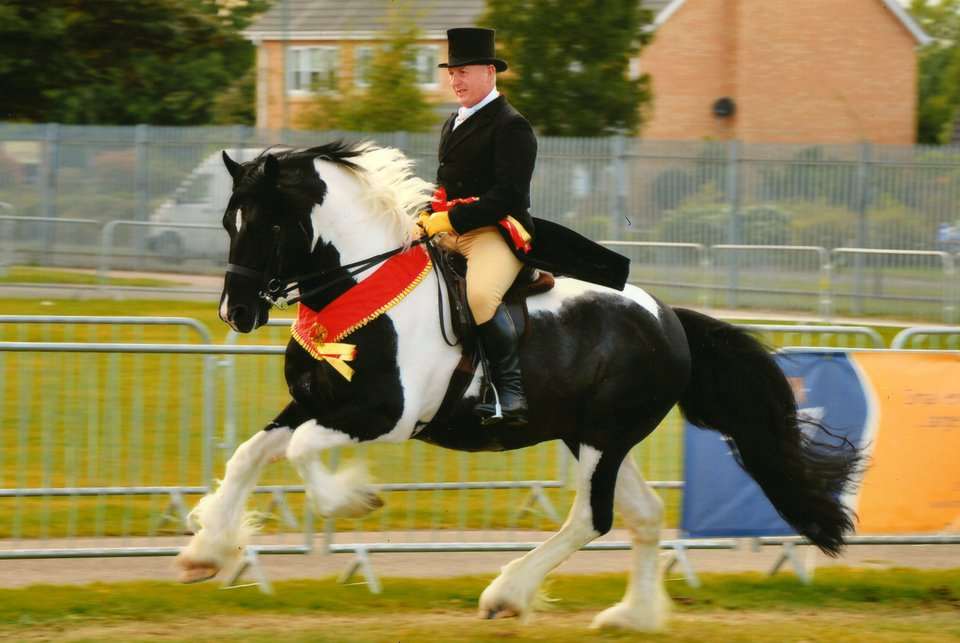 Cassius Stallion Cassius Stallion