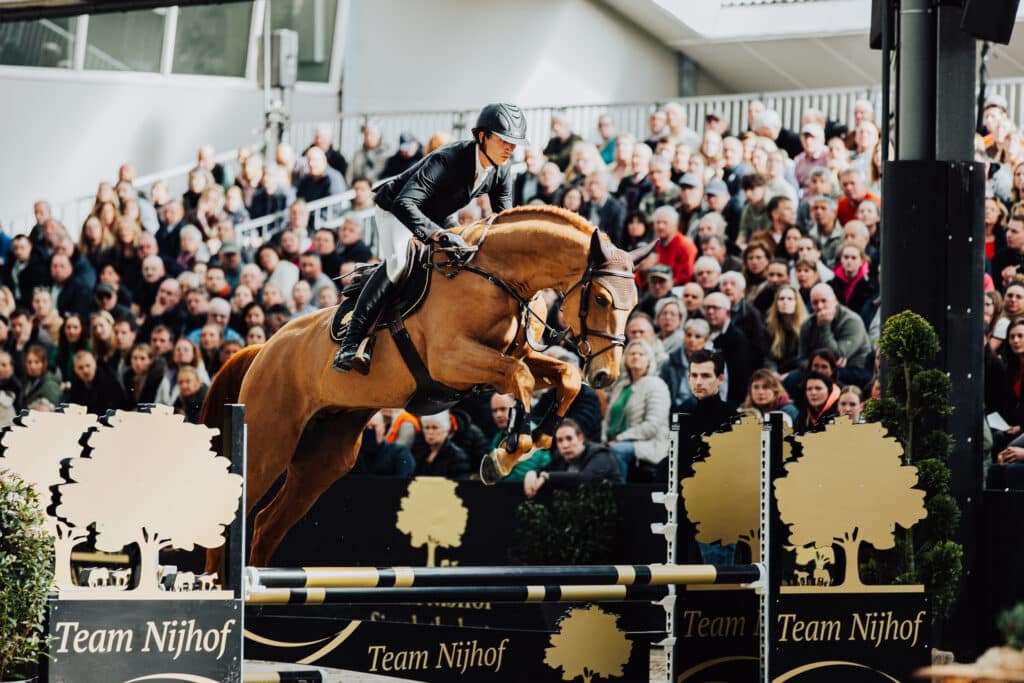 Louison Manciais Stallion