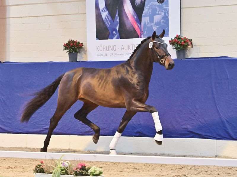 Global Amour Stallion