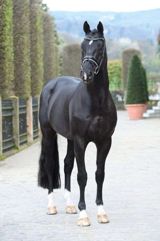 Totilas Stallion